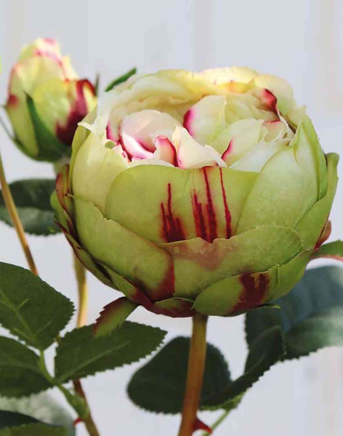 Künstliche Kohl-Rose MIRETTA, grün-burgunderrot, 60cm, Ø3-9cm