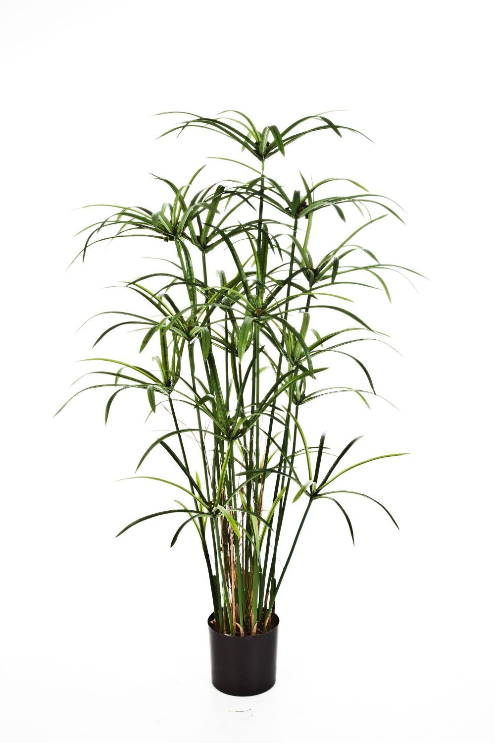 Dekopflanze Zyperngras grün, 125cm ALBY