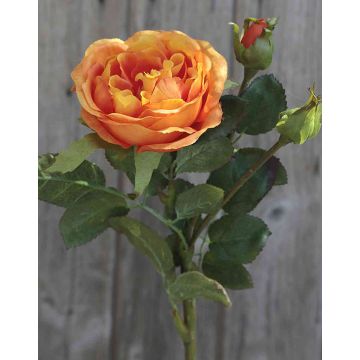 Samt Kohl-Rose OLIVERA, orange, 30cm, Ø9cm
