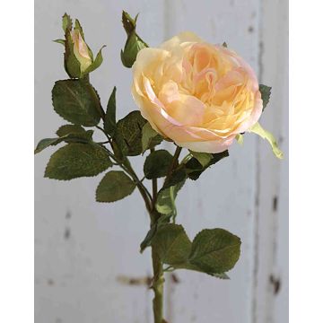 Samt Kohl-Rose OLIVERA, gelb-aprikose, 30cm, Ø9cm