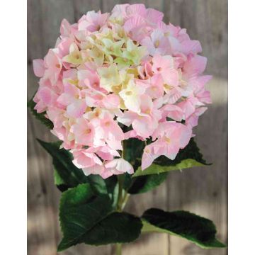 Samt Hortensie HERMINE, rosa-grün, 65cm, Ø16cm