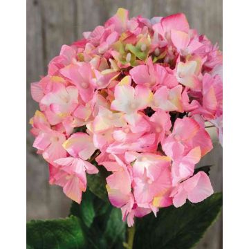 Samt Hortensie HERMINE, rosa-pink, 65cm, Ø16cm