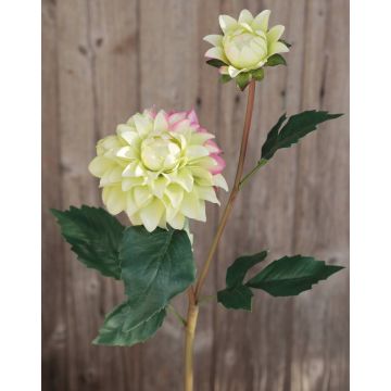 Samt Dahlie PATRITZIA, grün-rosa, 55cm, Ø4-9cm