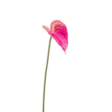 Kunst Blume Anthurium XYLON, pink, 50cm, 9x12cm