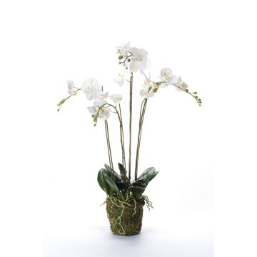 Deko Phalaenopsis Orchidee PABLA, Moosball, weiß, 90cm
