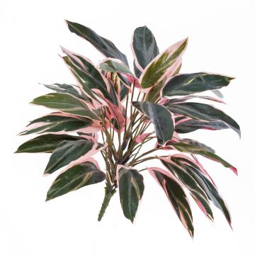 Deko Cordyline Fruticosa THAIS zum Stecken, grün-rosa, 50cm