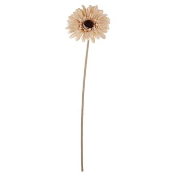 Dekoblume Gerbera TUNGUSKA, Trockenoptik, creme-beige, 50cm