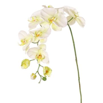 Künstlicher Blumenzweig Phalaenopsis Orchidee WESA, weiß-grün, 100cm