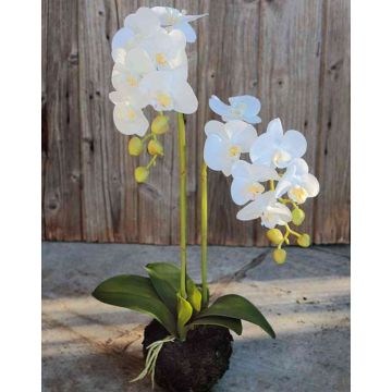 Kunststoffschaum Phalaenopsis Orchidee VEENA im Erdball, weiß, 60cm