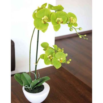 Deko Phalaenopsis Orchidee AURELIA im Keramiktopf, grün, 55cm