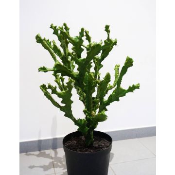 Deko Euphorbia TIKO, grün, 75cm