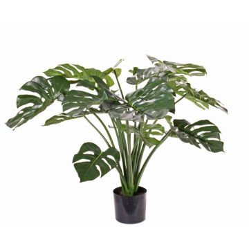 Dekopflanze Philodendron Monstera Deliciosa ARELA, 85cm