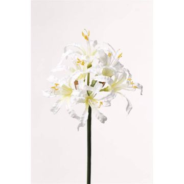 Deko Gartenamaryllis MONJA, weiß, 70cm, Ø12cm