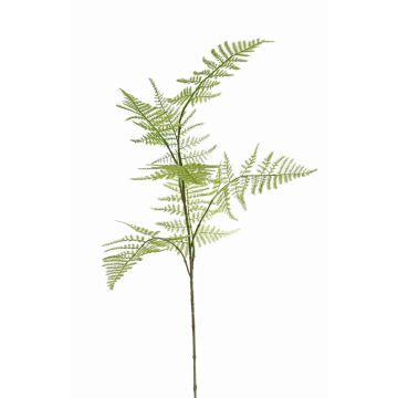 Deko Asparagus plumosus Zweig HAYDON, grün, 85cm