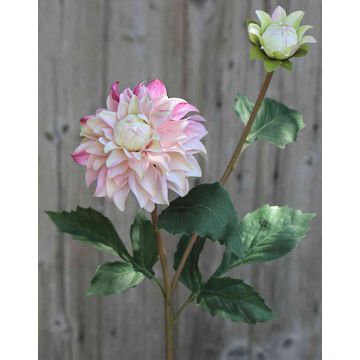 Samt Dahlie PATRITZIA, rosa-pink, 55cm, Ø4-9cm