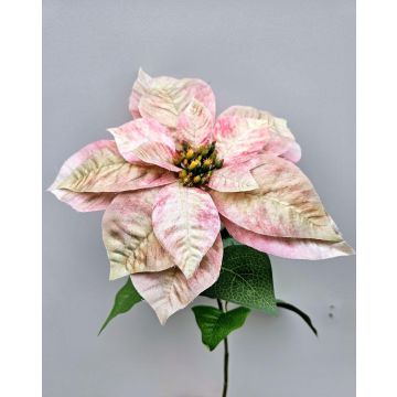 Samt Weihnachtsstern LIBASSE, creme-rosa, 65cm