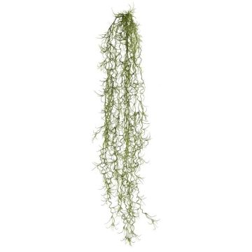 Deko Sukkulente Tillandsia usneoides BLIMFY, Steckstab, hängend, dunkelgrün, 80cm