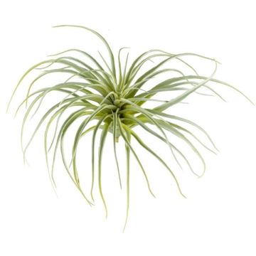 Kunst Sukkulente Tillandsia stricta CLONK, Steckstab, hellgrün, 20cm, Ø35cm