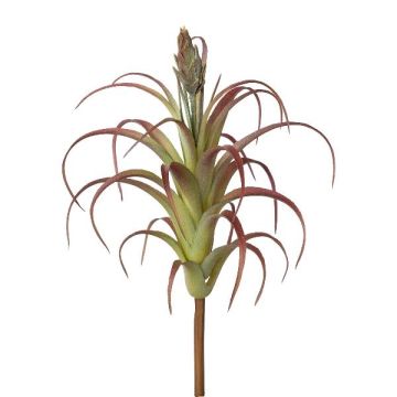 Deko Sukkulente Tillandsia stricta KROST, Steckstab, Blüte, grün-rot, 23cm