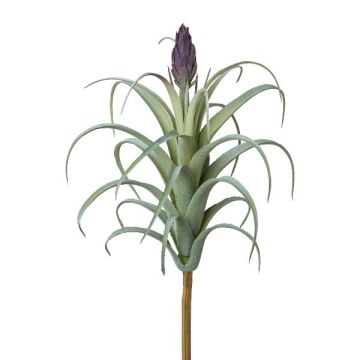 Deko Sukkulente Tillandsia stricta KROST, Steckstab, Blüte, grün-lila, 23cm