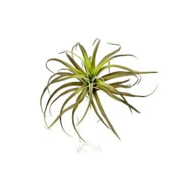 Plastik Tillandsia Stricta PROPUS auf Steckstab, grün-braun, 25cm